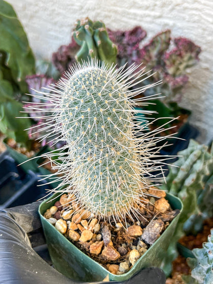 Mammillaria Geminispina (C2) (P7) | 3.5Pot