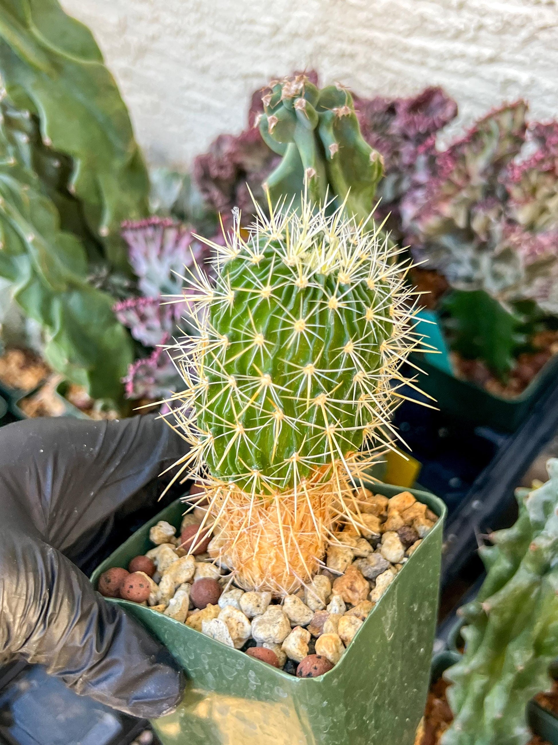 Echinofossulocactus Longispinus (C2) (P1) | 3.5Pot