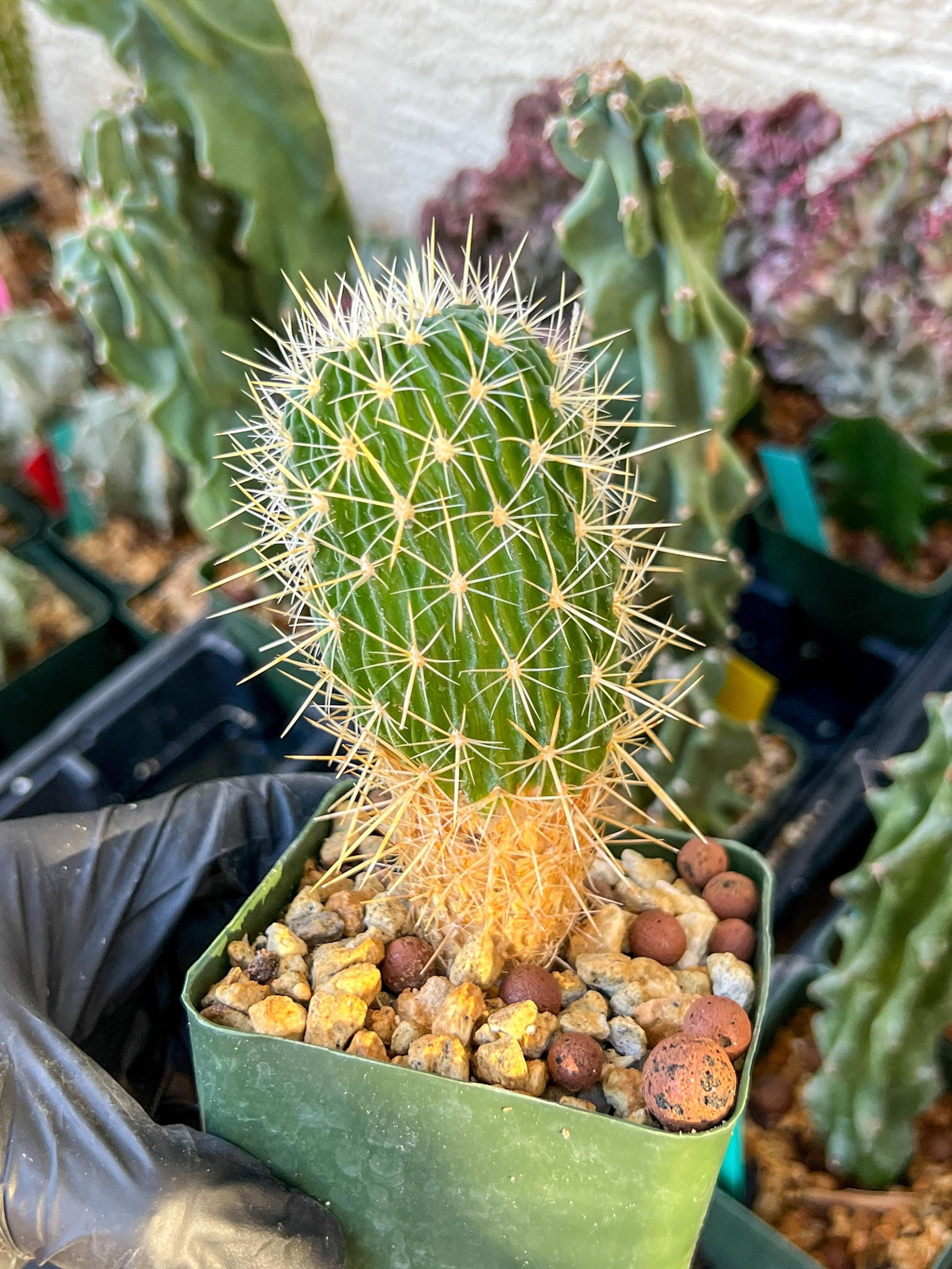 Echinofossulocactus Longispinus (C2) (P1) | 3.5Pot