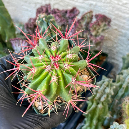 Ferocactus Stainesii Pilosus (C2) (P9) | 3.5Pot