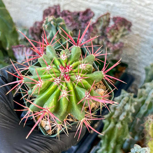 Ferocactus Stainesii Pilosus (C2) (P9) | 3.5Pot