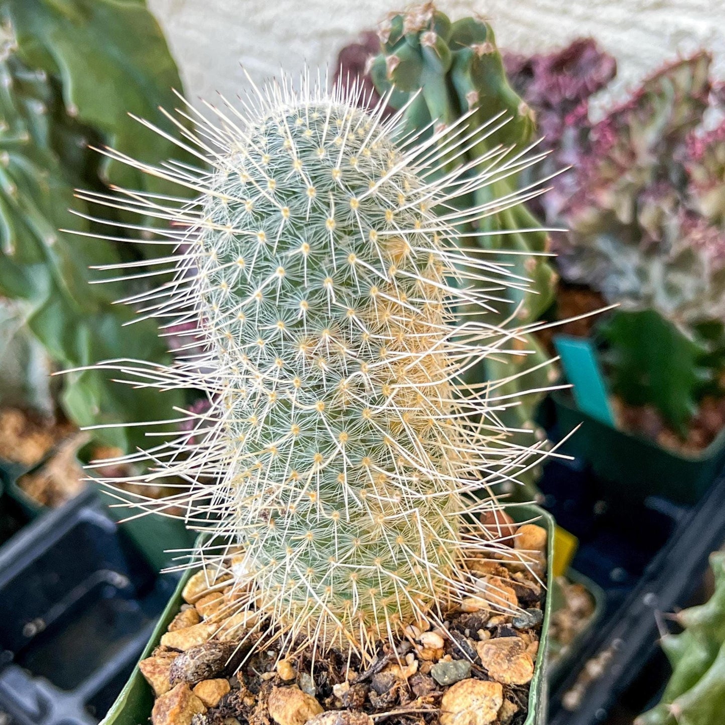 Mammillaria Geminispina (C2) (P7) | 3.5Pot