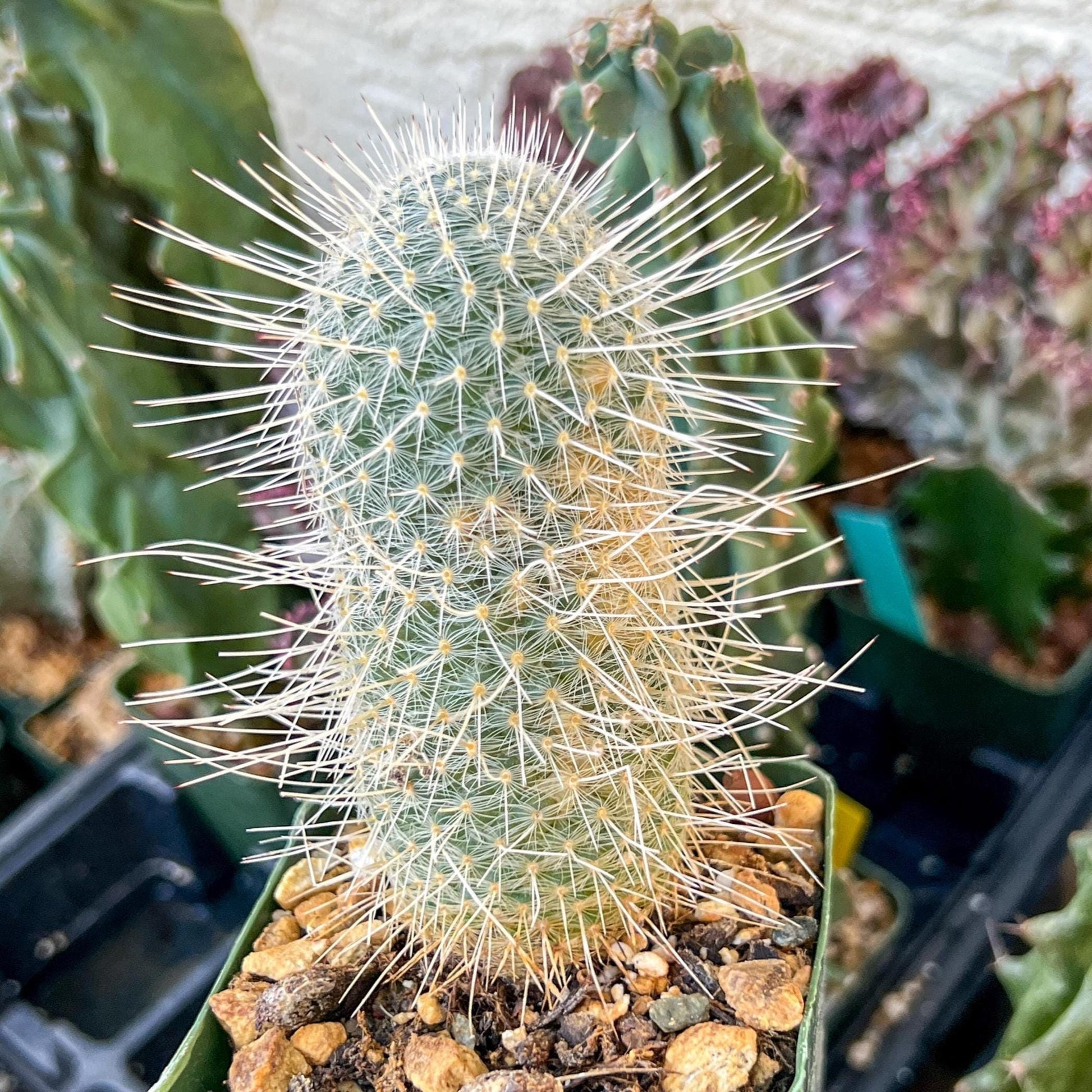 Mammillaria Geminispina (C2) (P7) | 3.5Pot