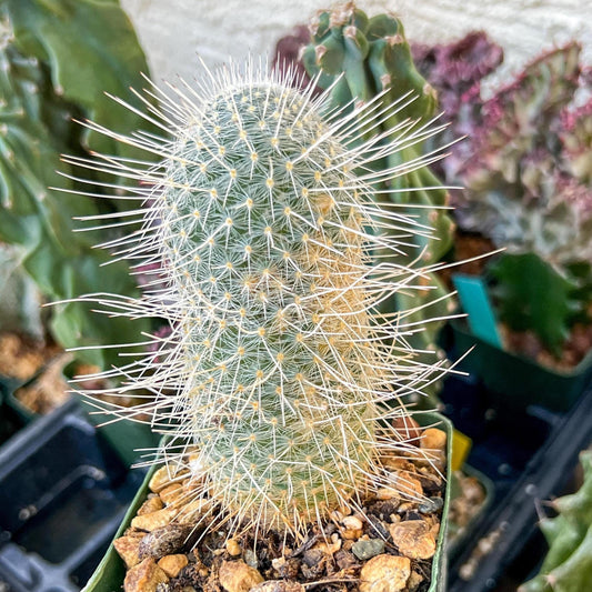 Mammillaria Geminispina (C2) (P7) | 3.5Pot