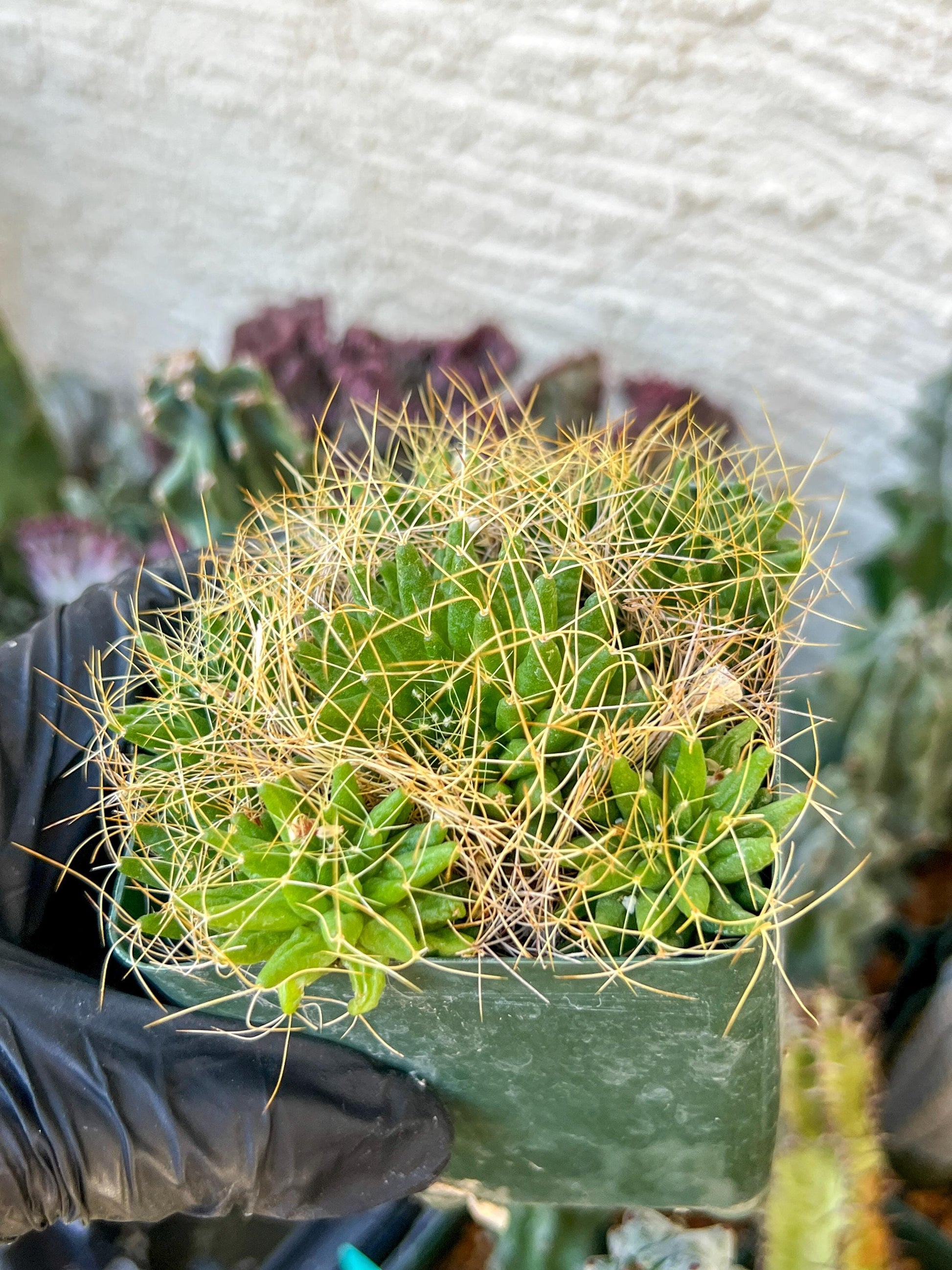 Mammillaria camptotricha var. (C2) (Y6) | 3.5Pot