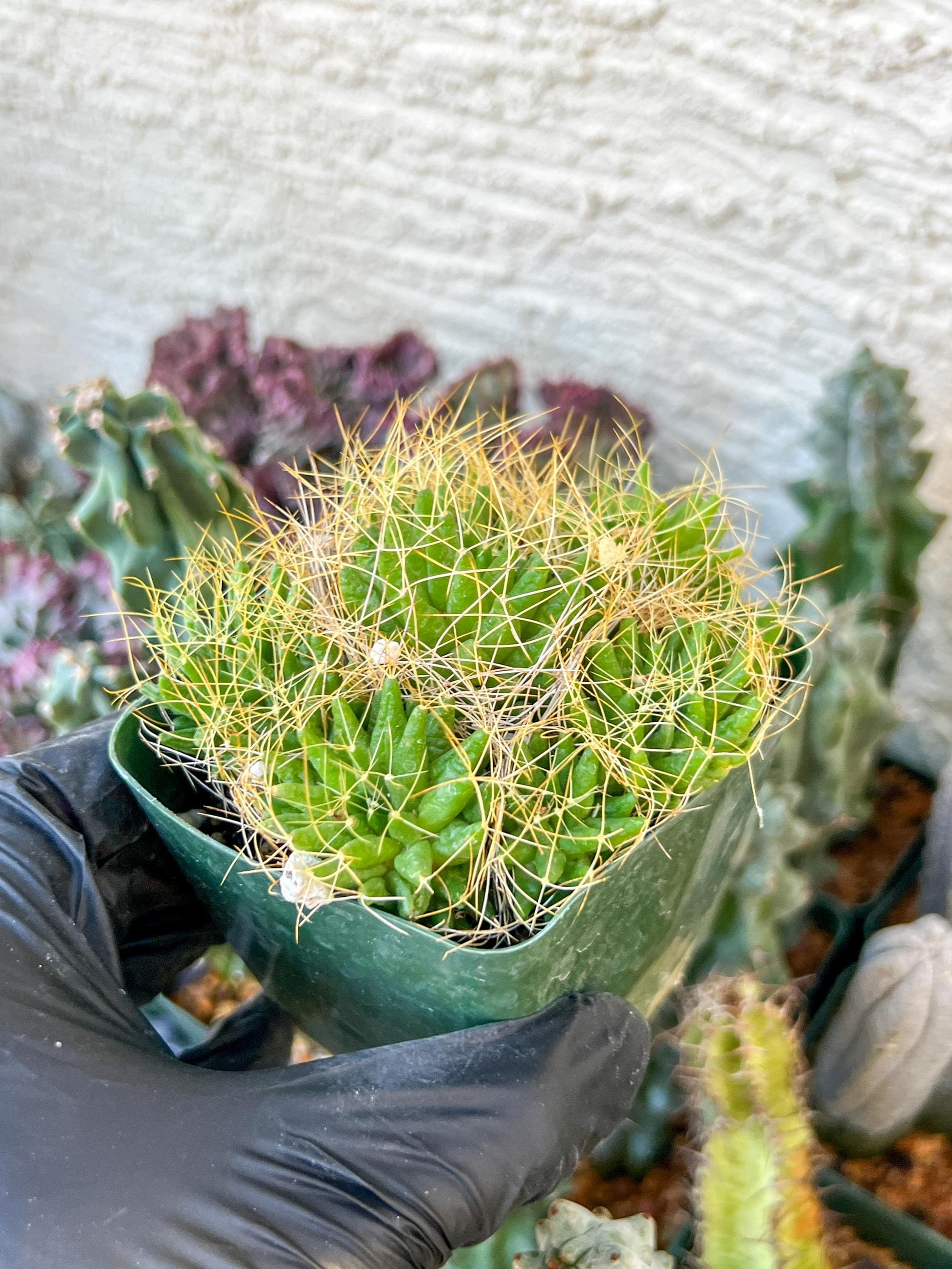 Mammillaria camptotricha var. (C2) (Y6) | 3.5Pot