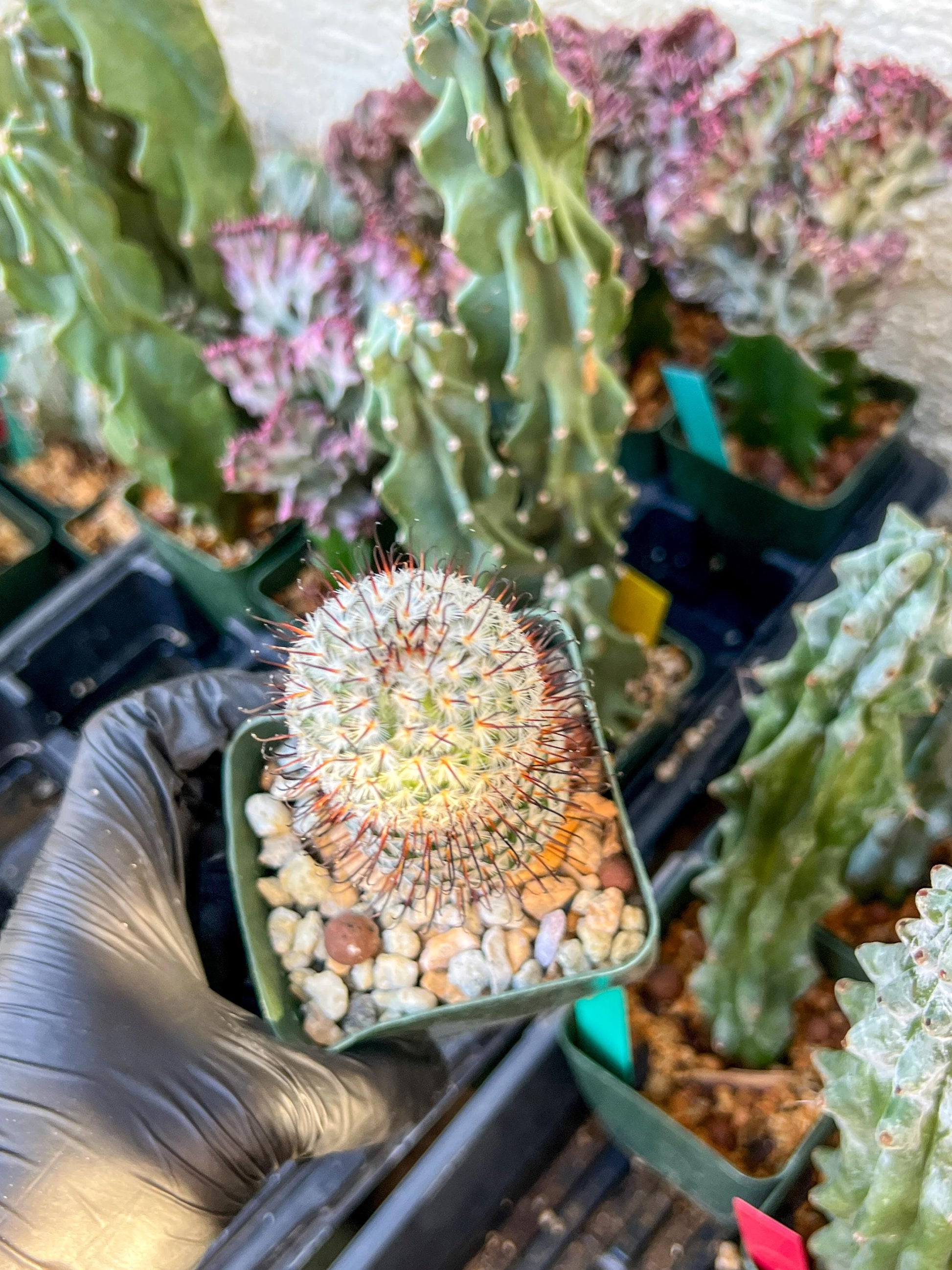 Mammillaria perez De la rosae (C2) (Y5) | 3.5Pot