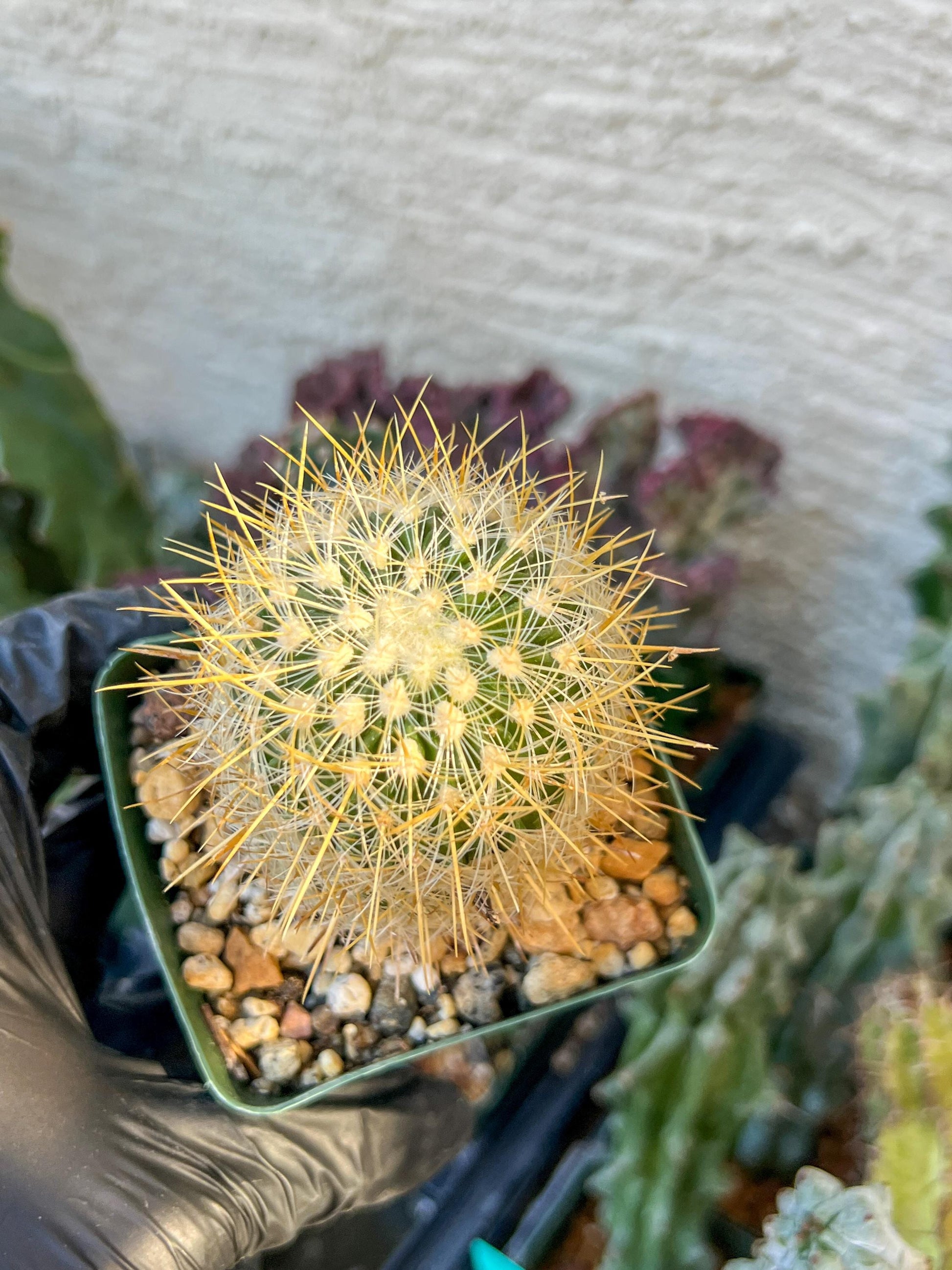 Echinofossulocactus Albatus (C2) (y3) | 3.5Pot