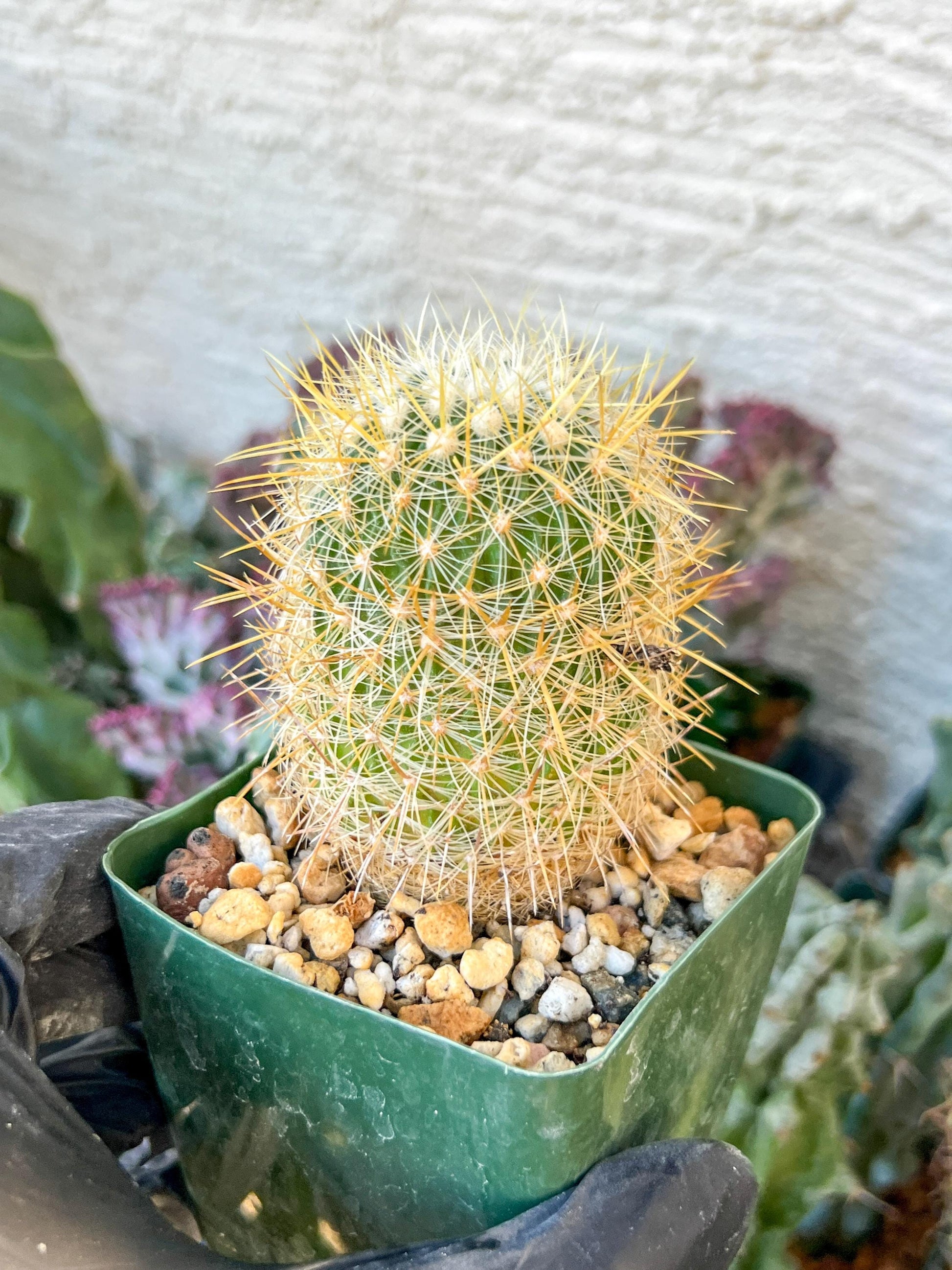 Echinofossulocactus Albatus (C2) (y3) | 3.5Pot