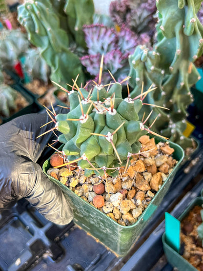 thelocactus Rinconensis (C2) (y2) | 3.5Pot