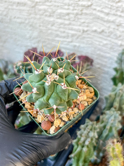 thelocactus Rinconensis (C2) (y2) | 3.5Pot