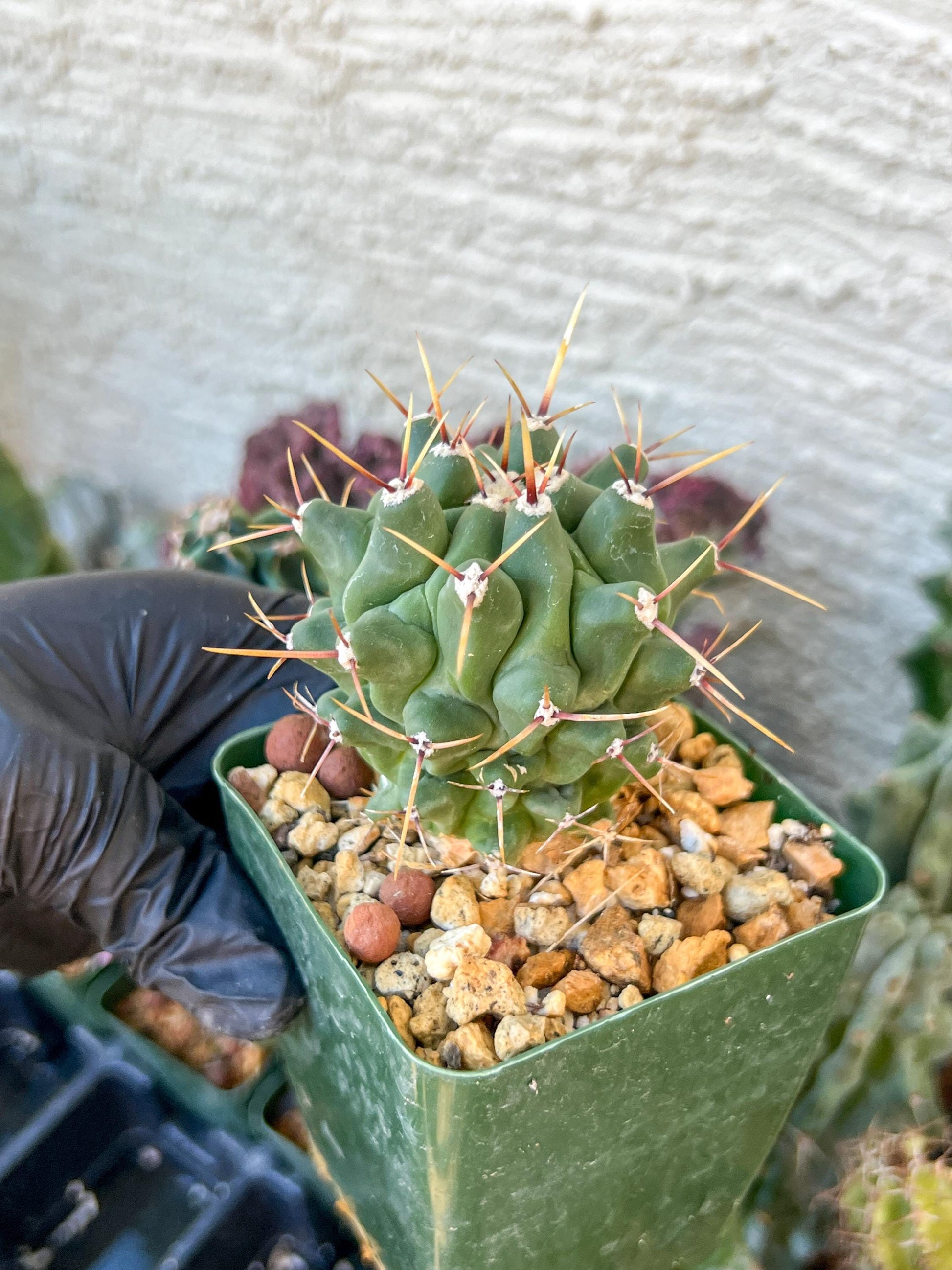 thelocactus Rinconensis (C2) (y2) | 3.5Pot