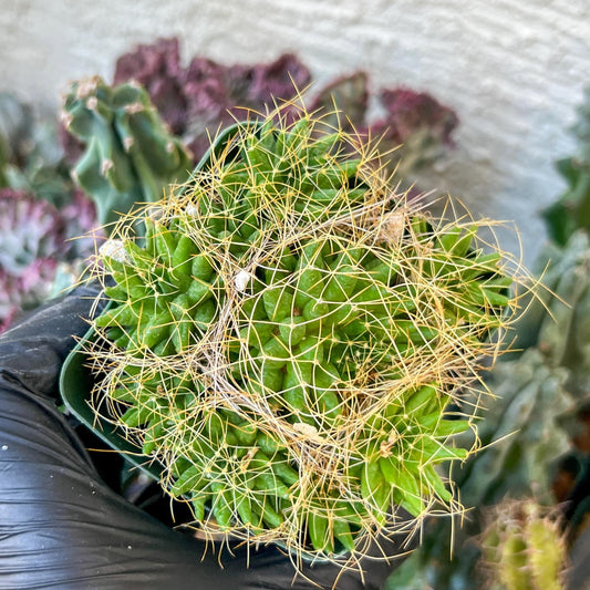 Mammillaria camptotricha var. (C2) (Y6) | 3.5Pot