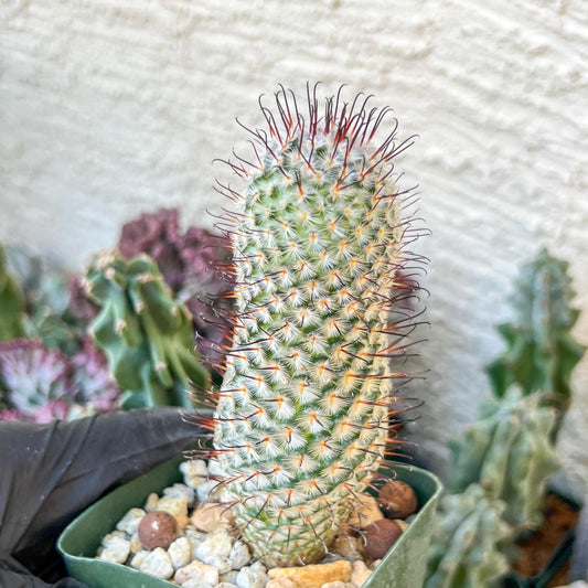 Mammillaria perez De la rosae (C2) (Y5) | 3.5Pot