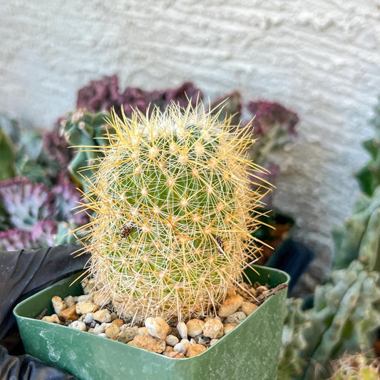Echinofossulocactus Albatus (C2) (y3) | 3.5Pot