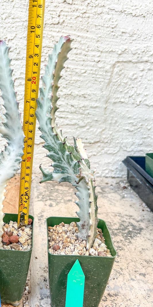 Large Euphorbia Lactea (Green) | Imported Cactus