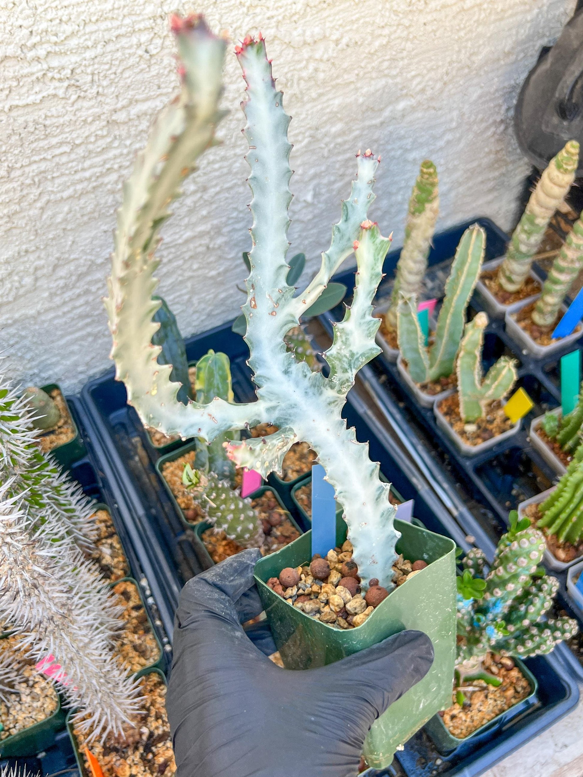 Large Euphorbia Lactea (Blue) | Imported Cactus