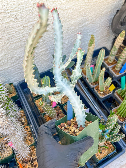 Large Euphorbia Lactea (Blue) | Imported Cactus