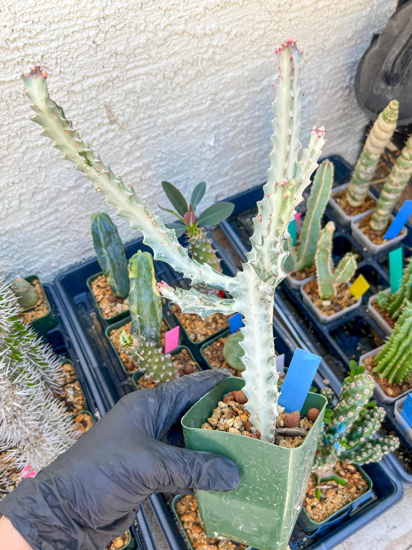 Large Euphorbia Lactea (Blue) | Imported Cactus