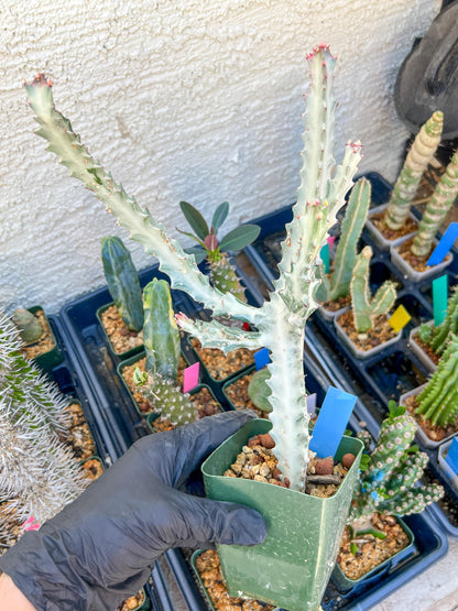 Large Euphorbia Lactea (Blue) | Imported Cactus