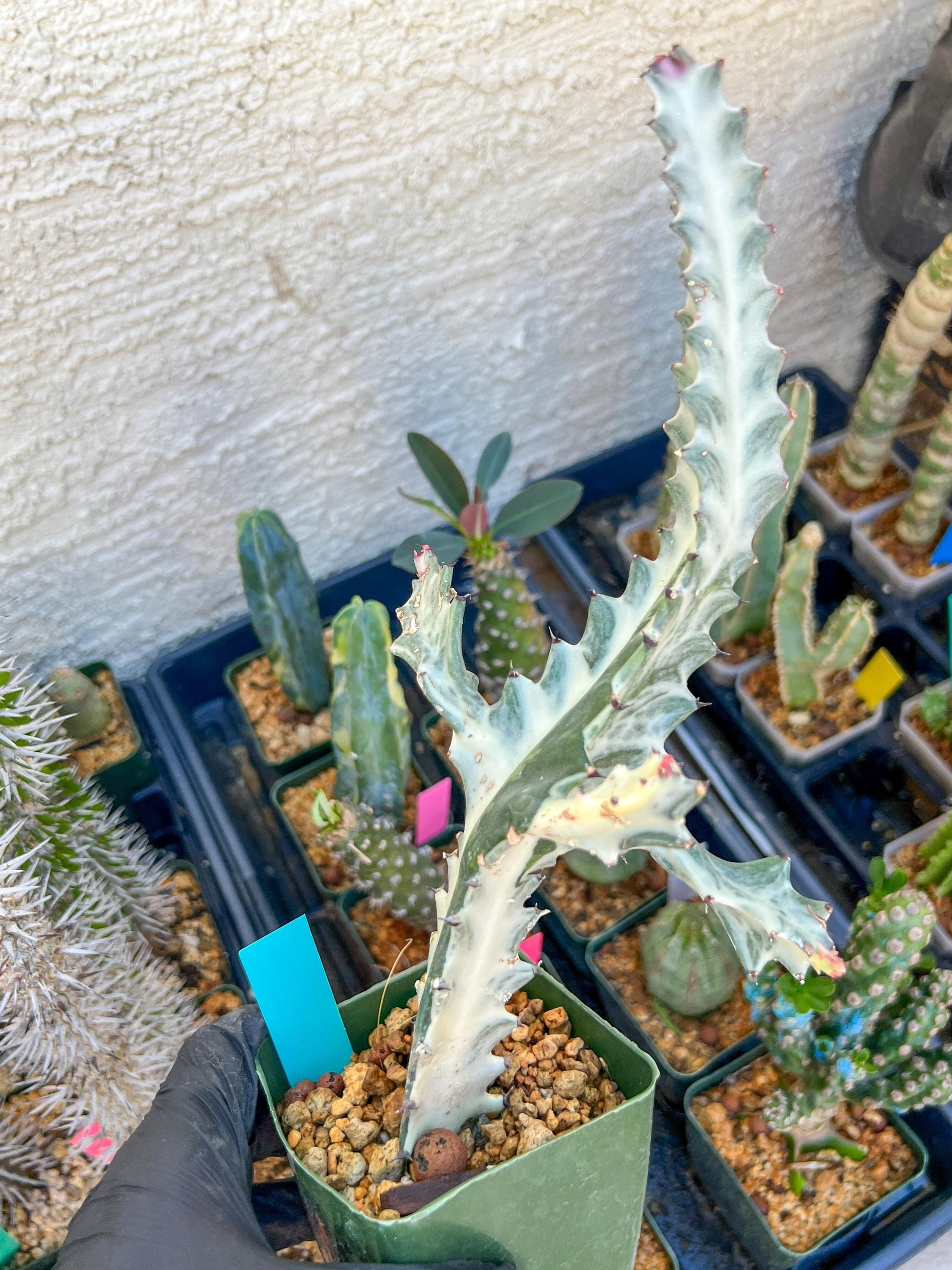 Large Euphorbia Lactea (Green) | Imported Cactus