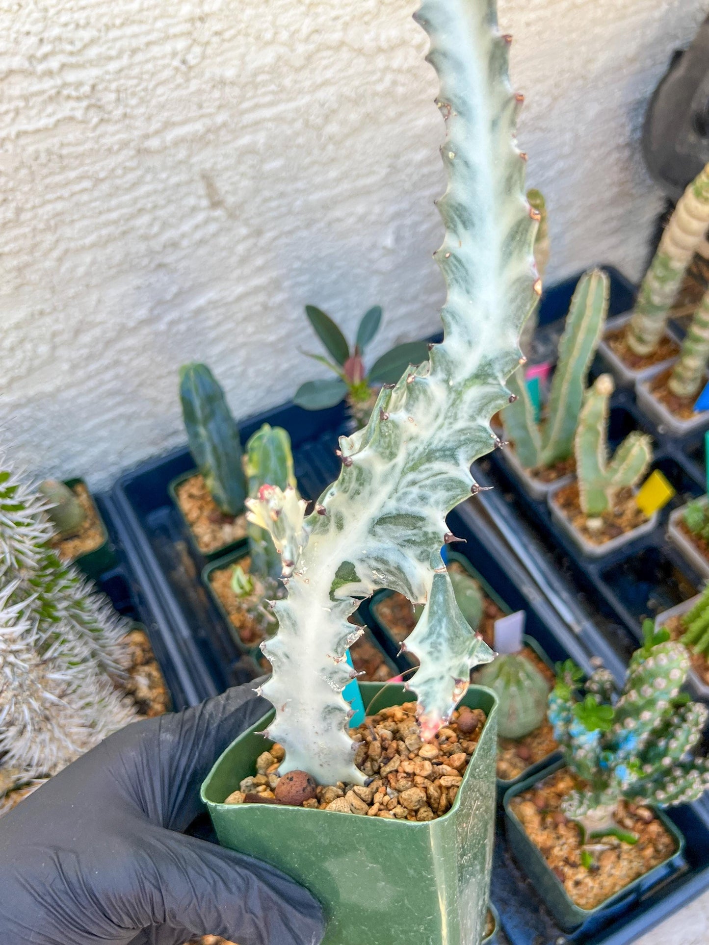 Large Euphorbia Lactea (Green) | Imported Cactus