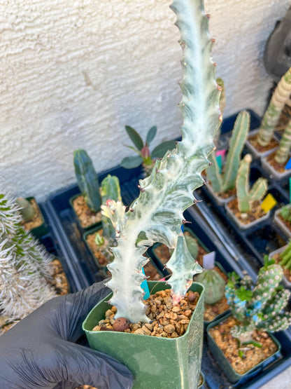 Large Euphorbia Lactea (Green) | Imported Cactus