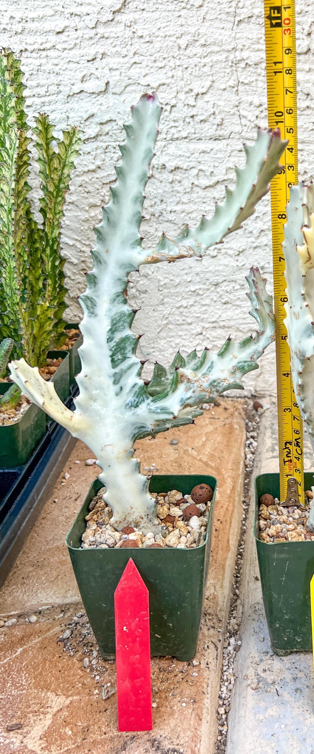 Large Euphorbia Lactea (Red) | Imported Cactus