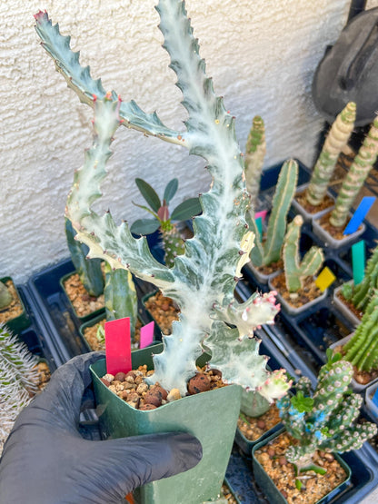Large Euphorbia Lactea (Red) | Imported Cactus