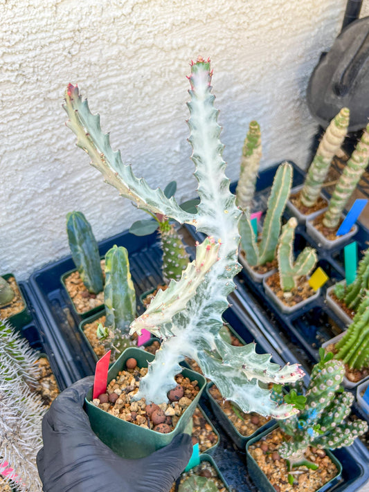 Large Euphorbia Lactea (Red) | Imported Cactus