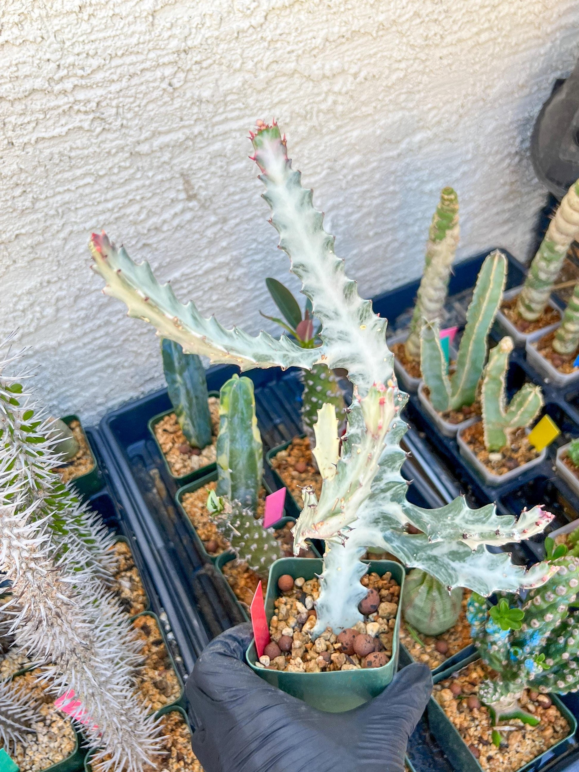 Large Euphorbia Lactea (Red) | Imported Cactus