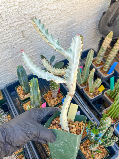 Large Euphorbia Lactea (Yellow) | Imported Cactus