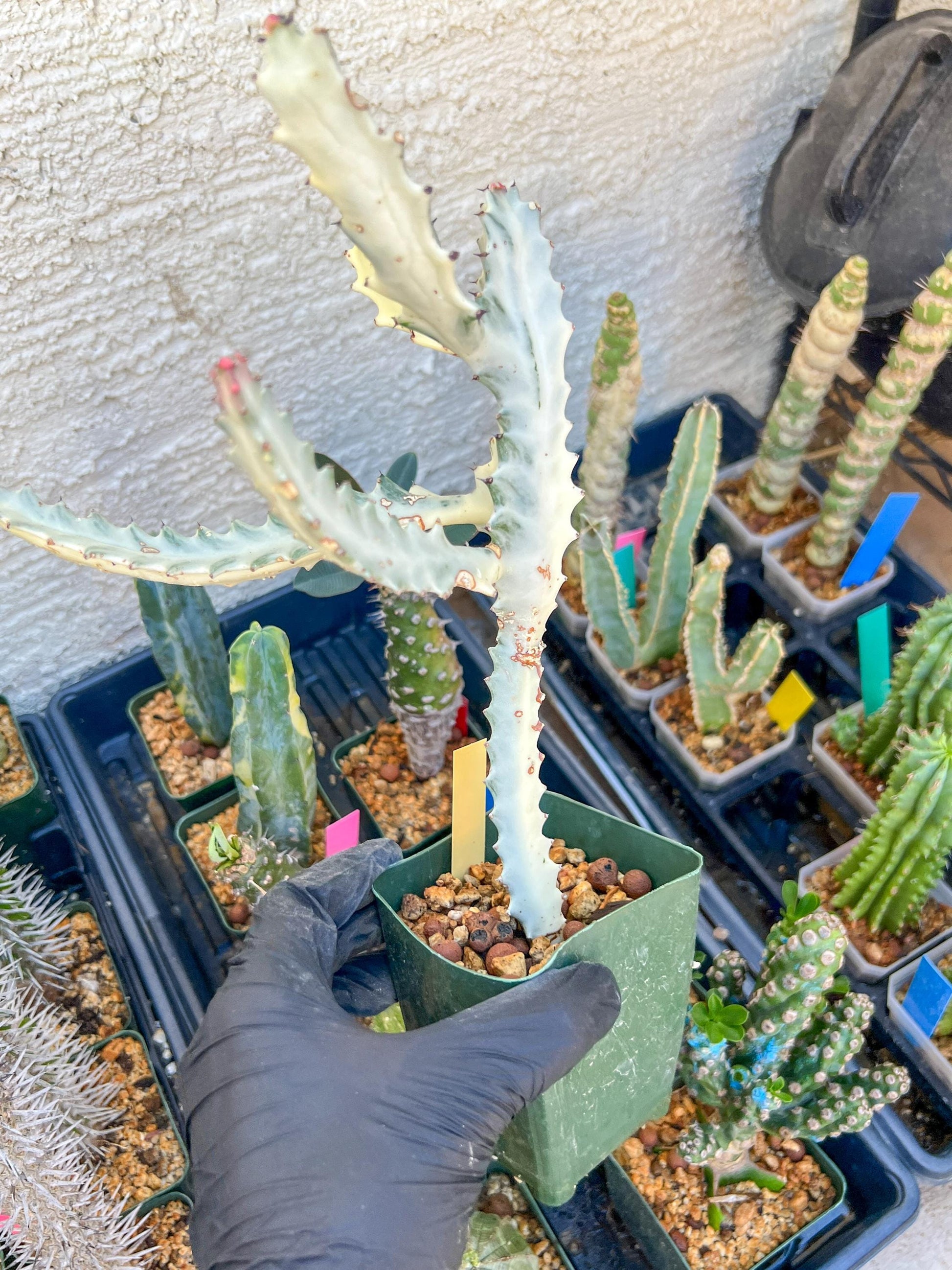 Large Euphorbia Lactea (Yellow) | Imported Cactus