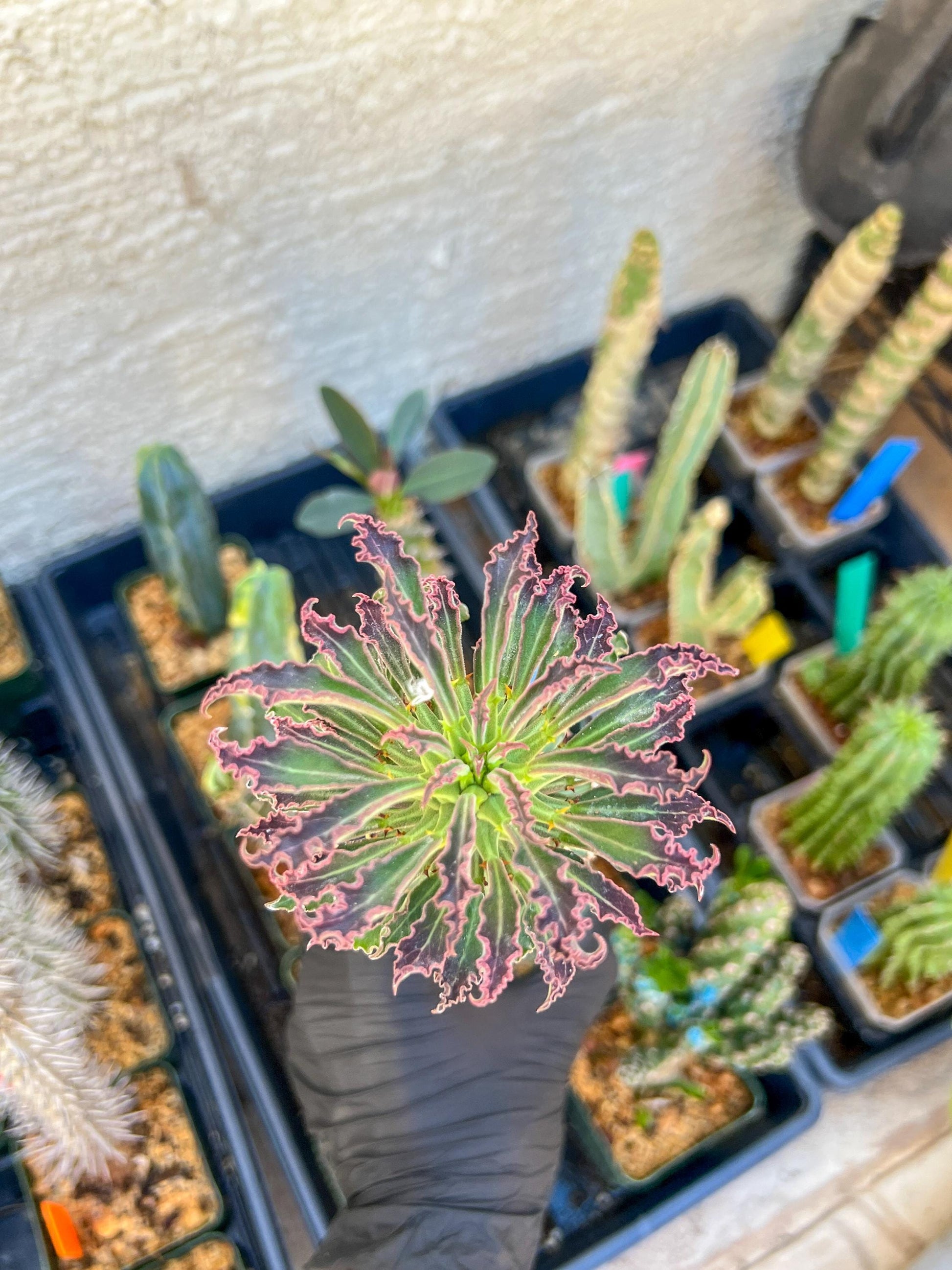 Monadenium Guentheri (2.0) | Imported Cactus | Rare Succulent