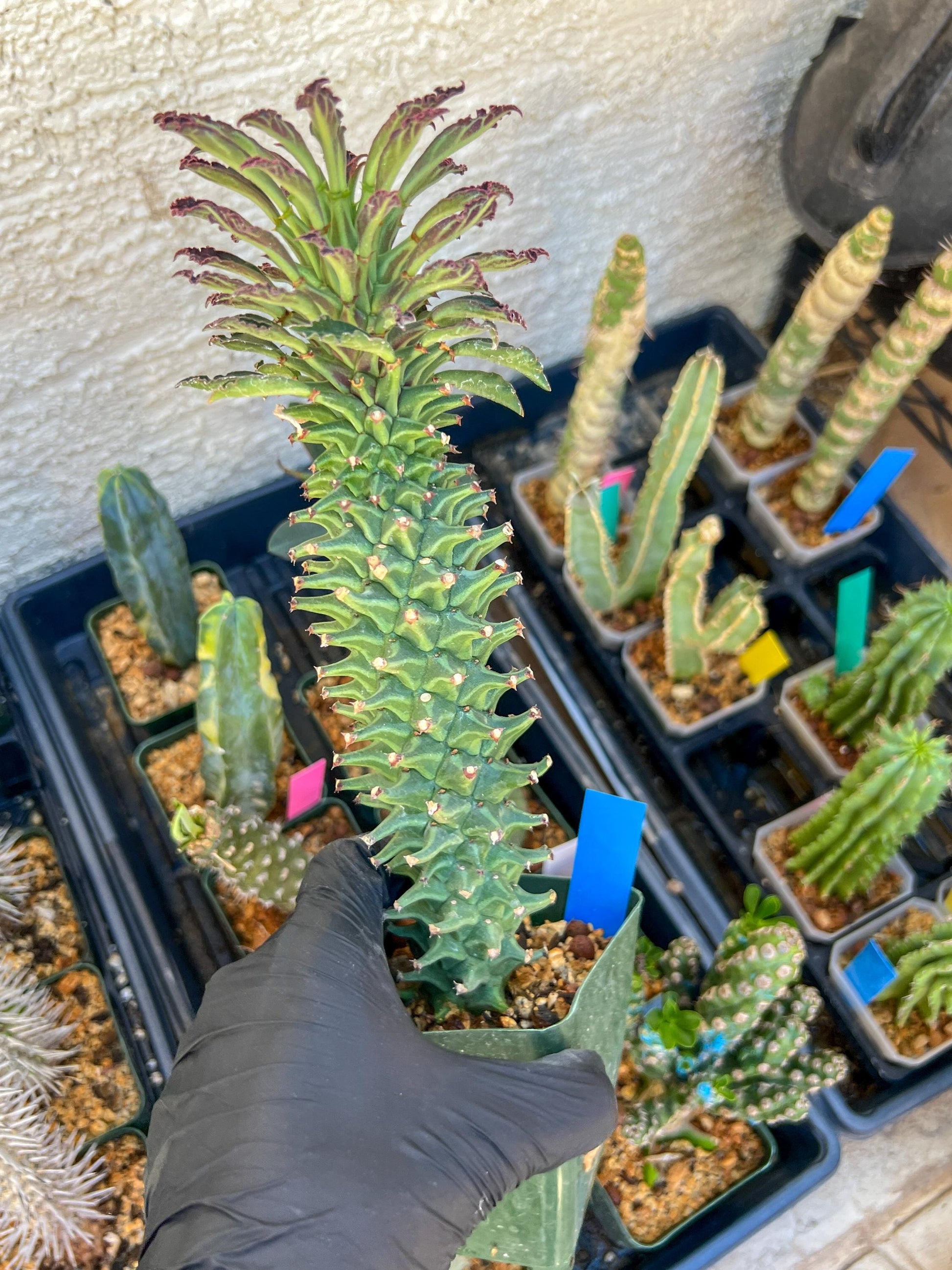 Monadenium Guentheri (2.0) | Imported Cactus | Rare Succulent