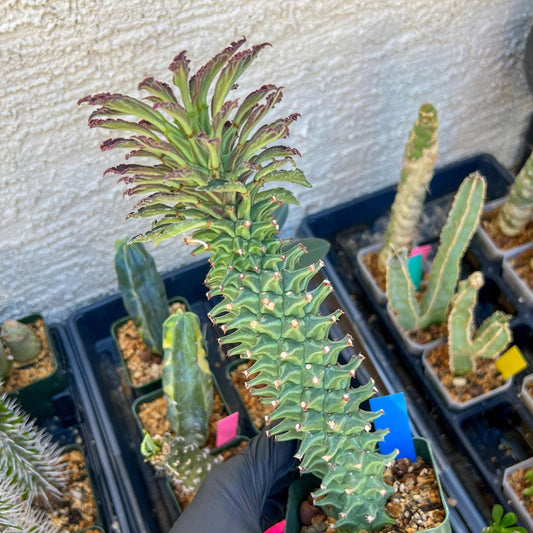 Monadenium Guentheri (2.0) | Imported Cactus | Rare Succulent