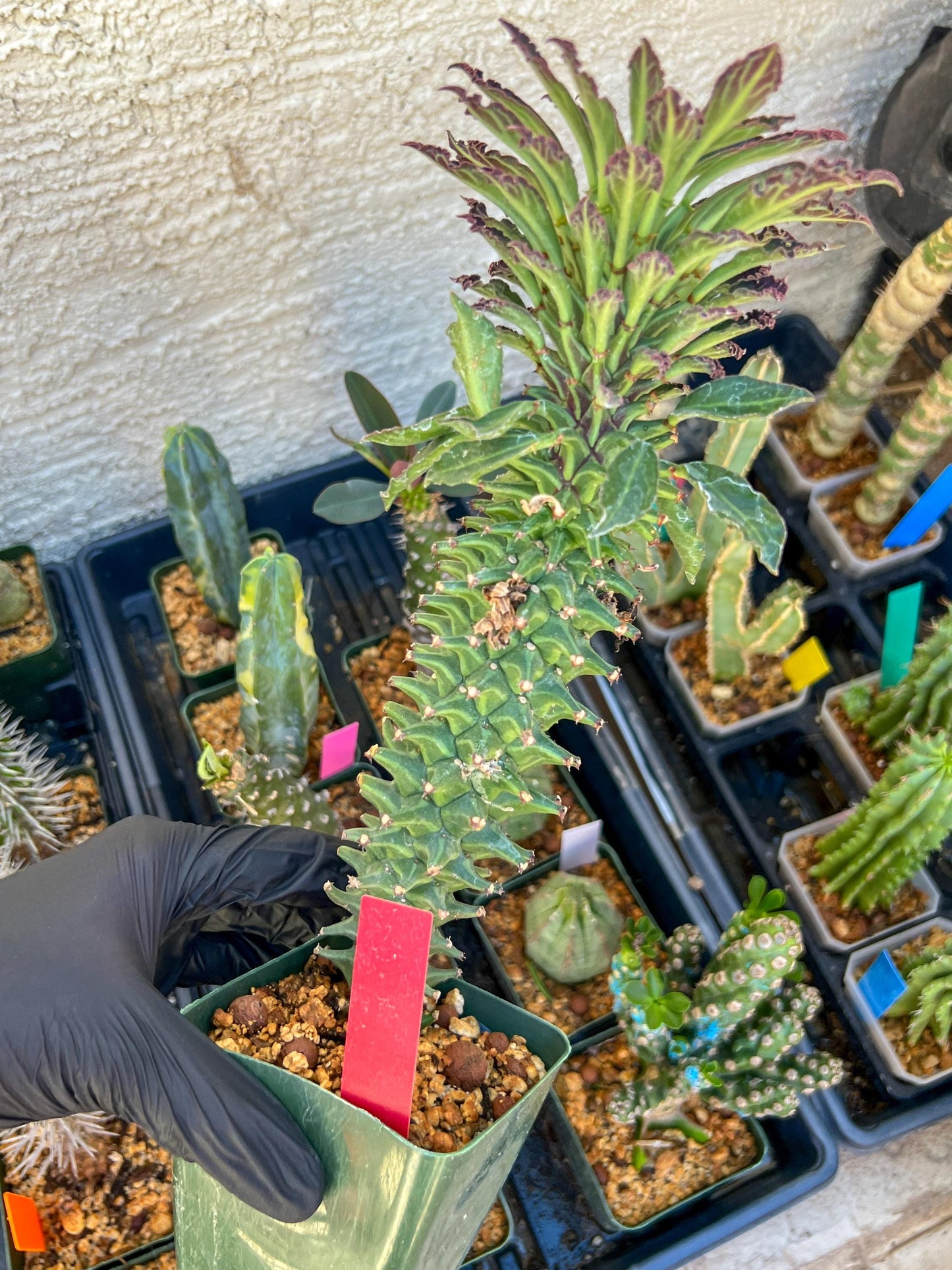 Monadenium Guentheri (xl-red) | Imported Cactus | Rare Succulent