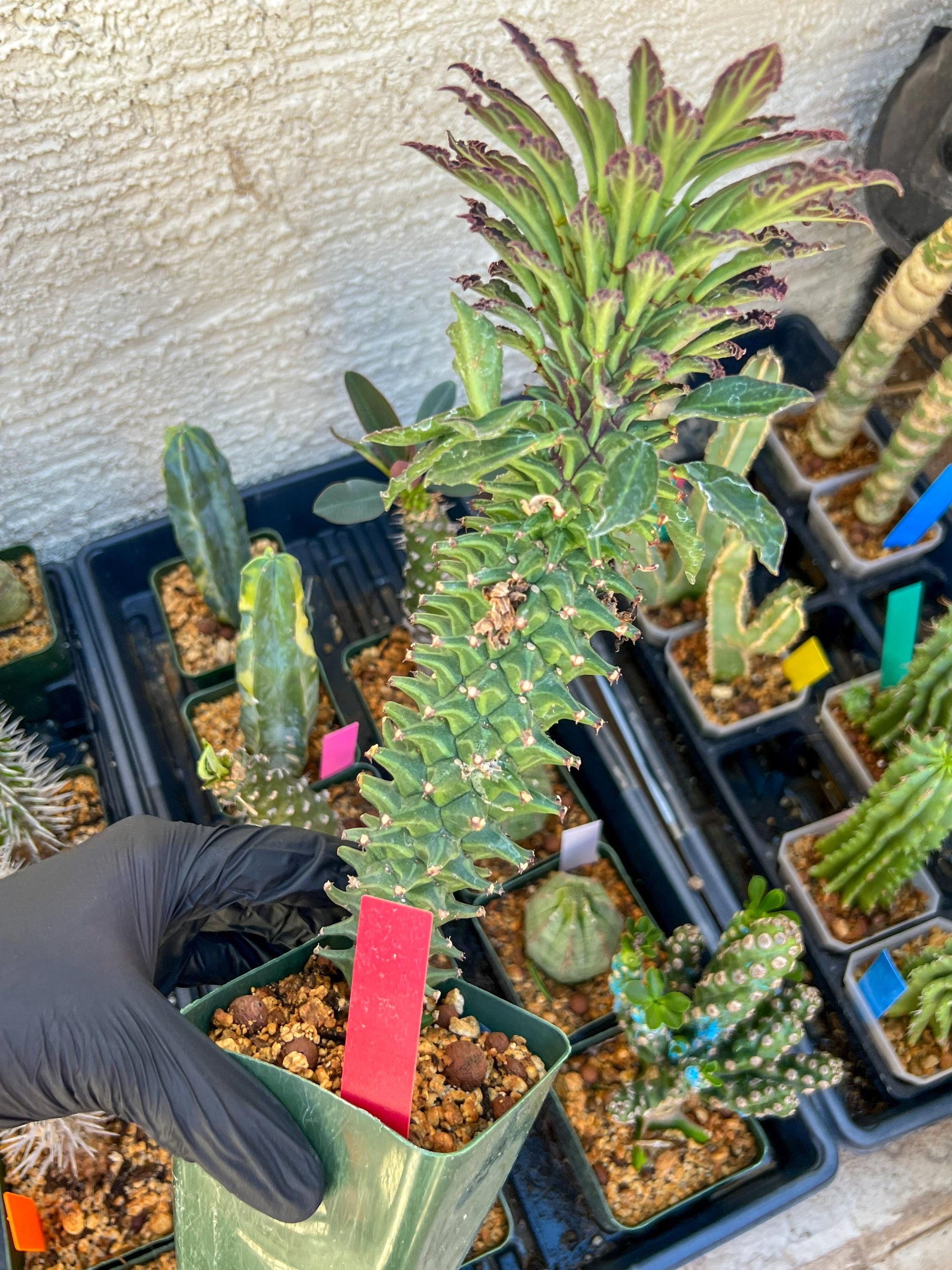 Monadenium Guentheri (xl-red) | Imported Cactus | Rare Succulent