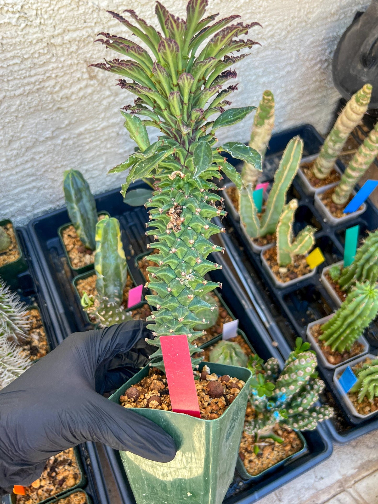 Monadenium Guentheri (xl-red) | Imported Cactus | Rare Succulent