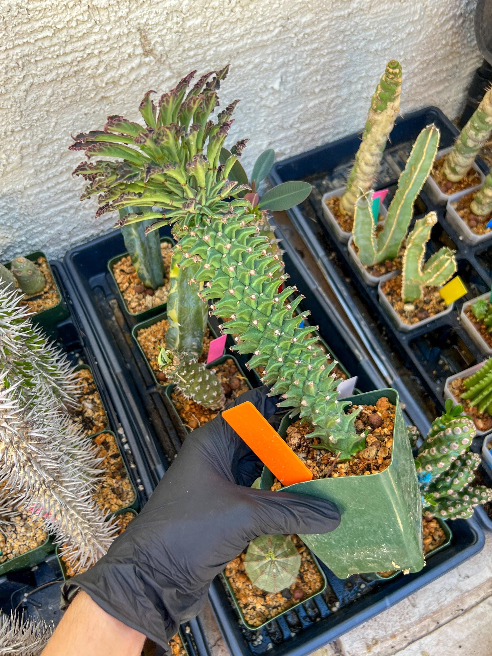 Monadenium Guentheri (xl-Orange) | Imported Cactus | Rare Succulent