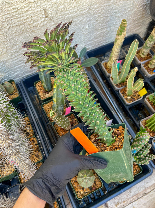 Monadenium Guentheri (xl-Orange) | Imported Cactus | Rare Succulent