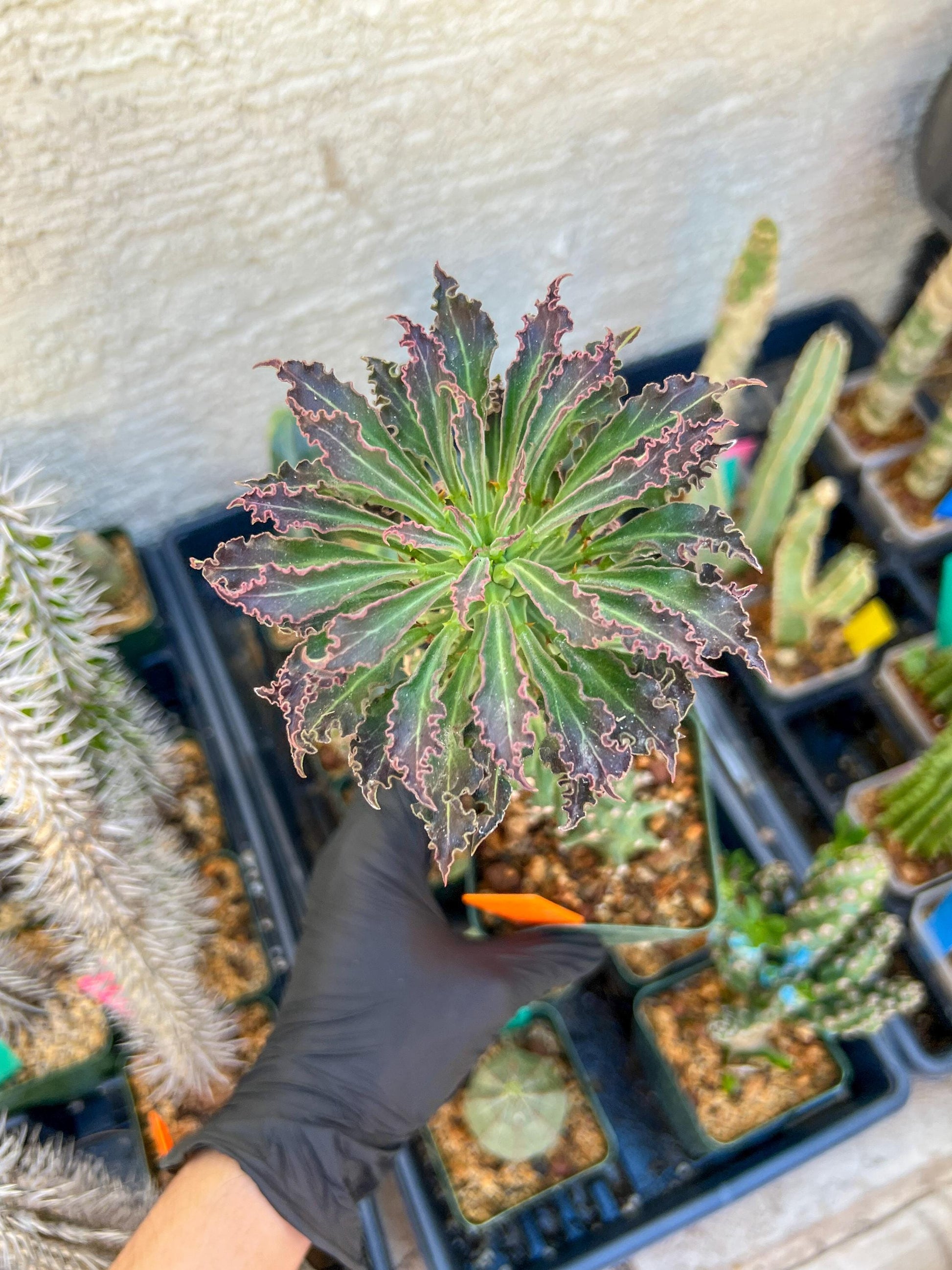 Monadenium Guentheri (xl-Orange) | Imported Cactus | Rare Succulent