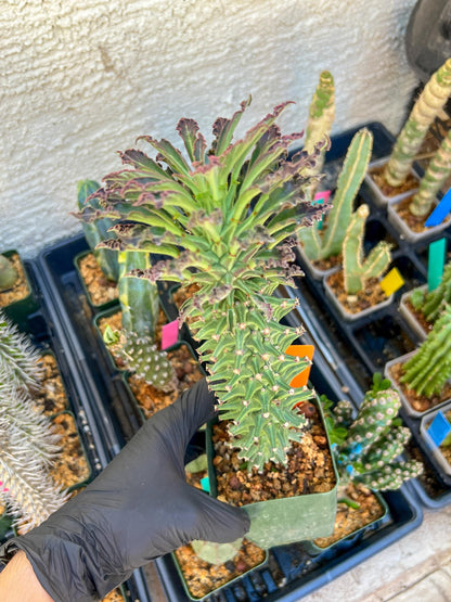 Monadenium Guentheri (xl-Orange) | Imported Cactus | Rare Succulent