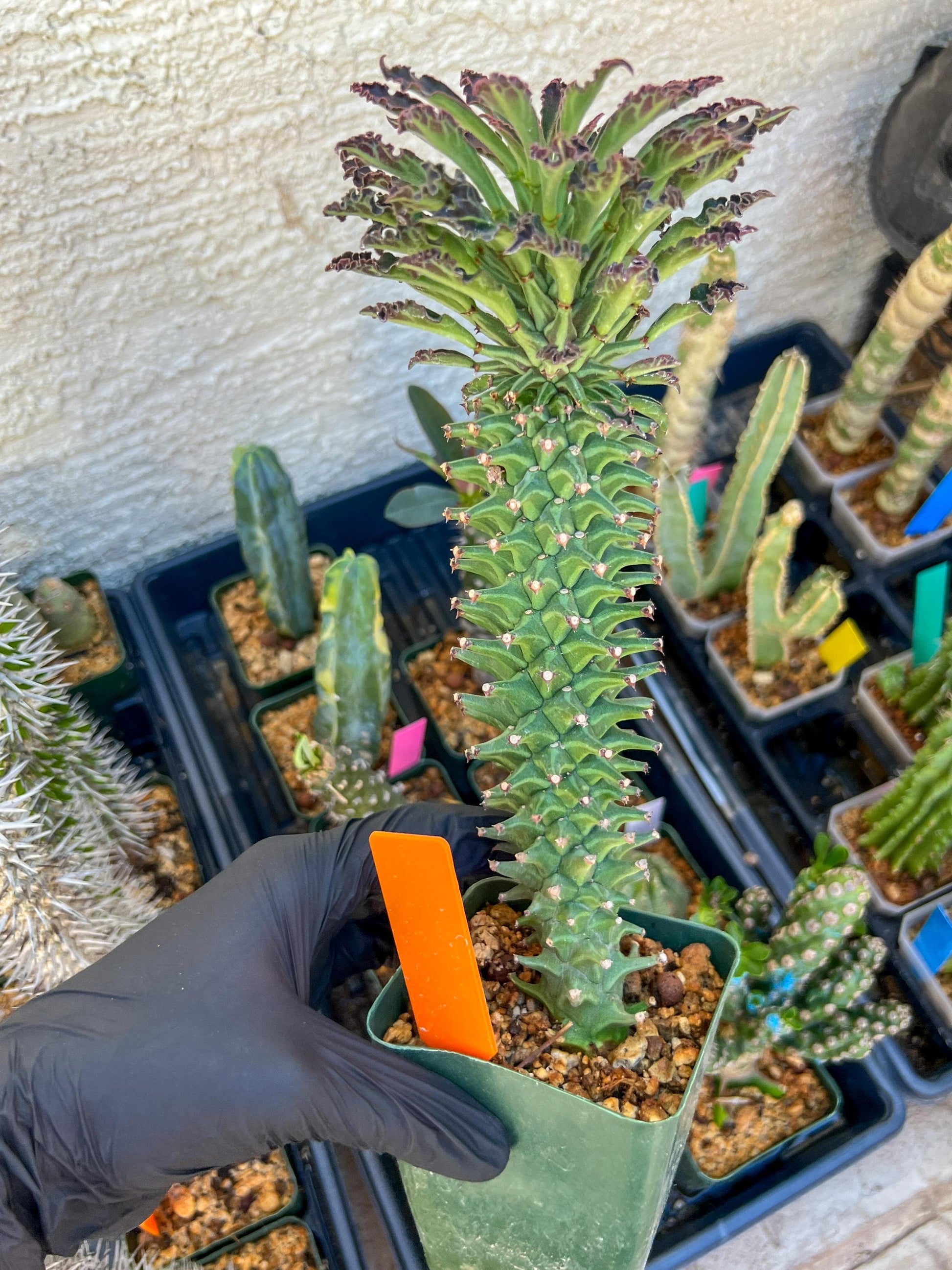 Monadenium Guentheri (xl-Orange) | Imported Cactus | Rare Succulent