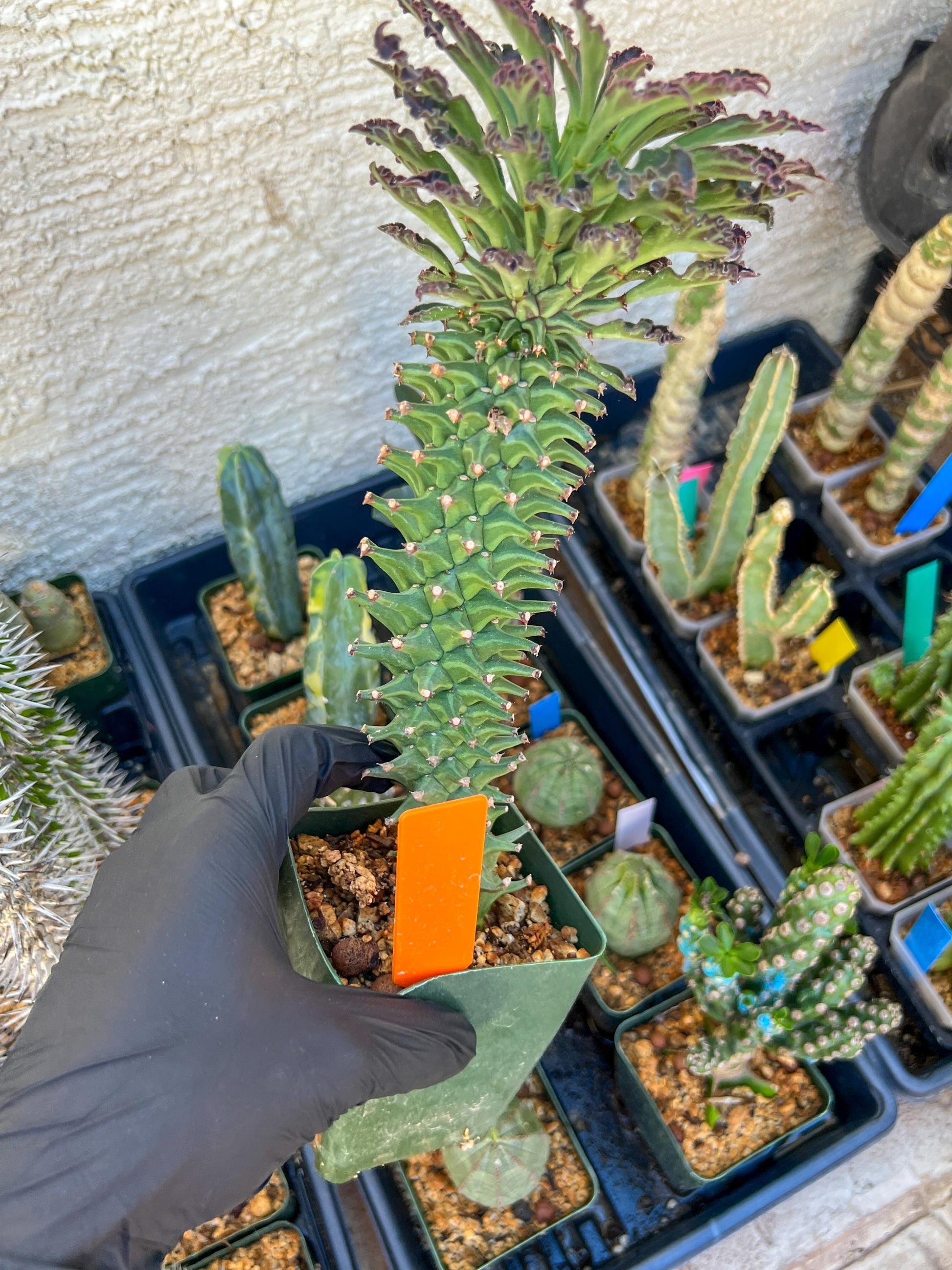Monadenium Guentheri (xl-Orange) | Imported Cactus | Rare Succulent