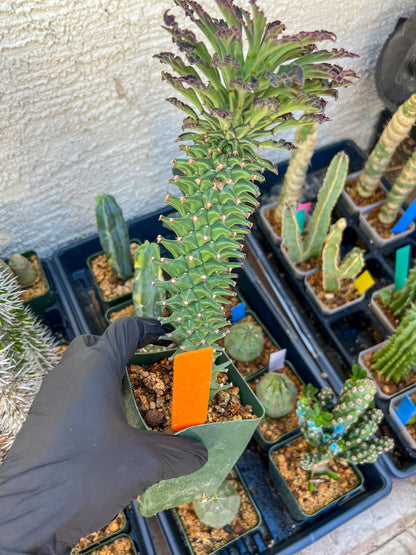 Monadenium Guentheri (xl-Orange) | Imported Cactus | Rare Succulent