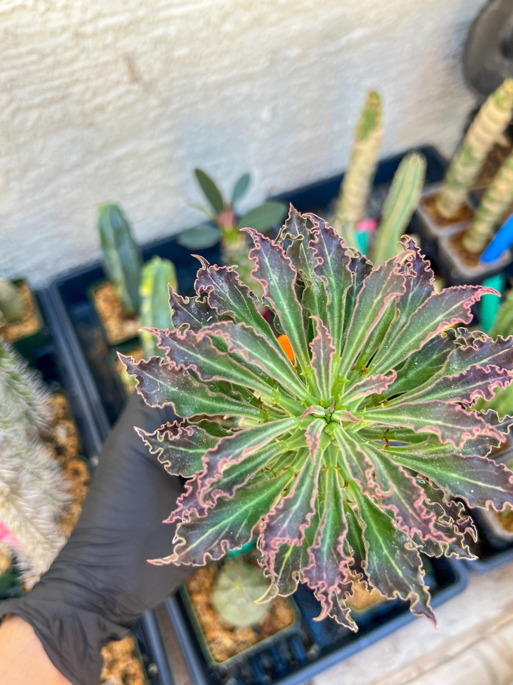 Monadenium Guentheri (xl-Orange) | Imported Cactus | Rare Succulent