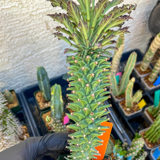 Monadenium Guentheri (xl-Orange) | Imported Cactus | Rare Succulent