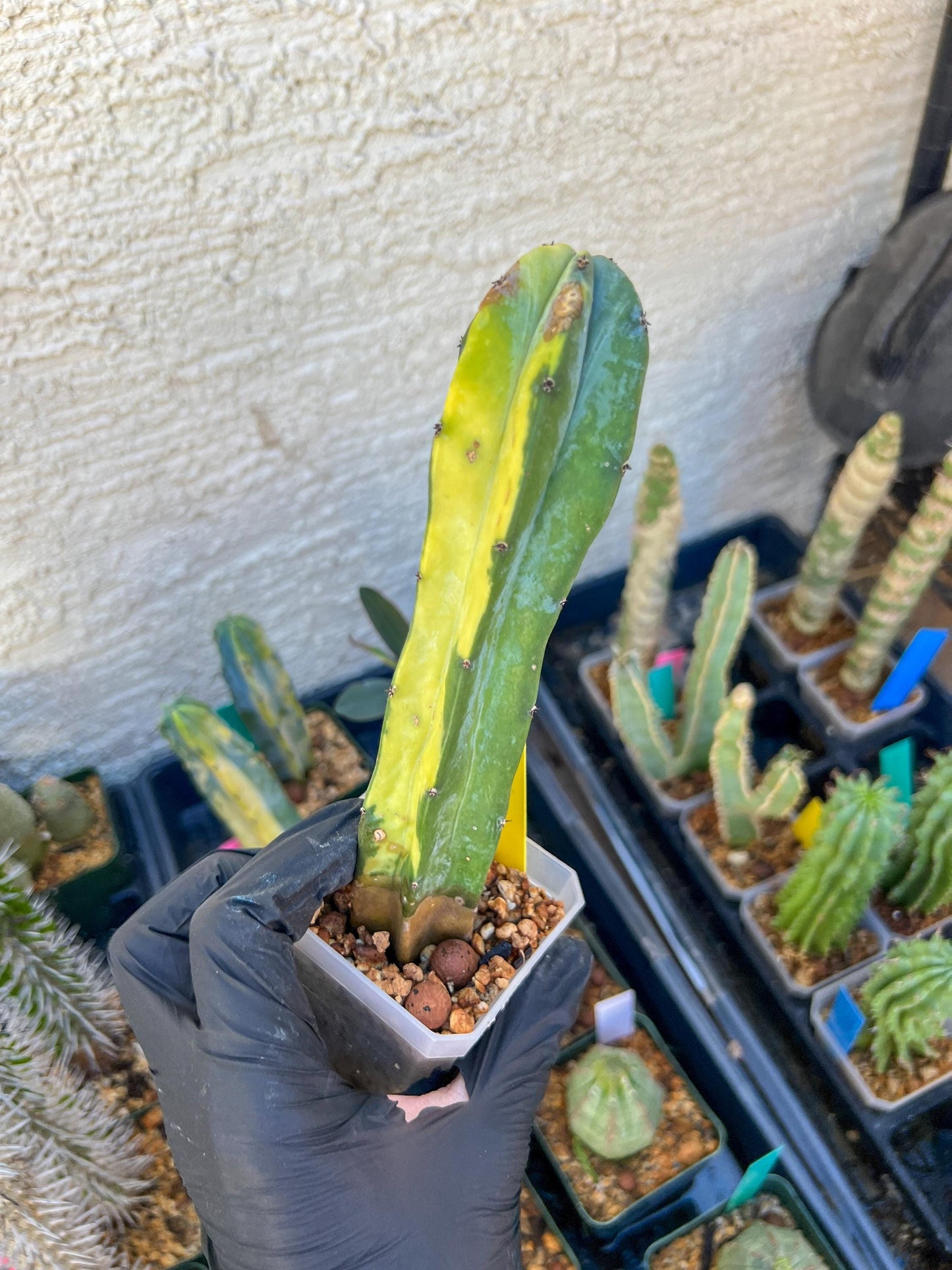 Myrtillocactus Geometrizans f. Variegatus Hort | Imported Cactus