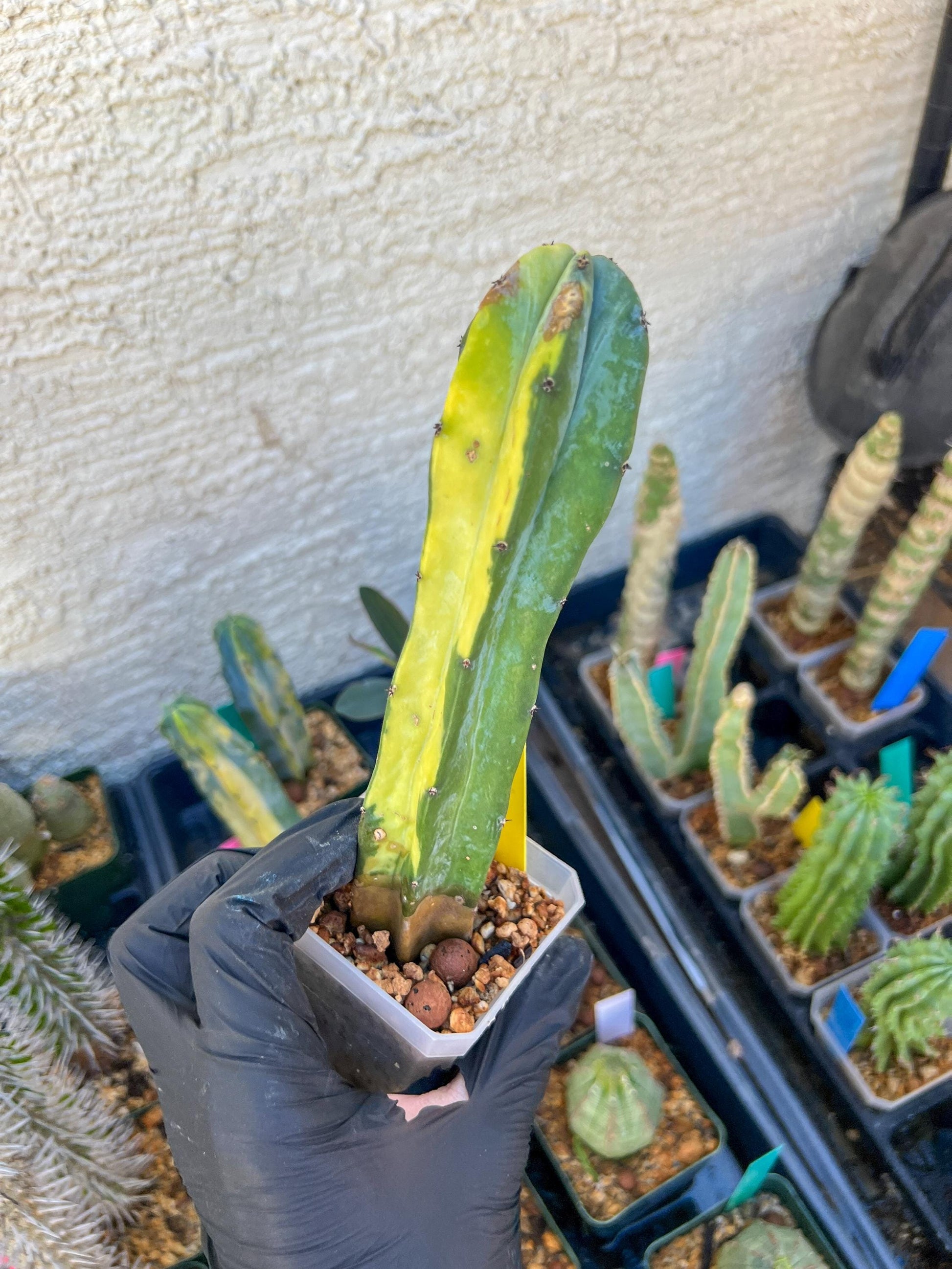 Myrtillocactus Geometrizans f. Variegatus Hort | Imported Cactus